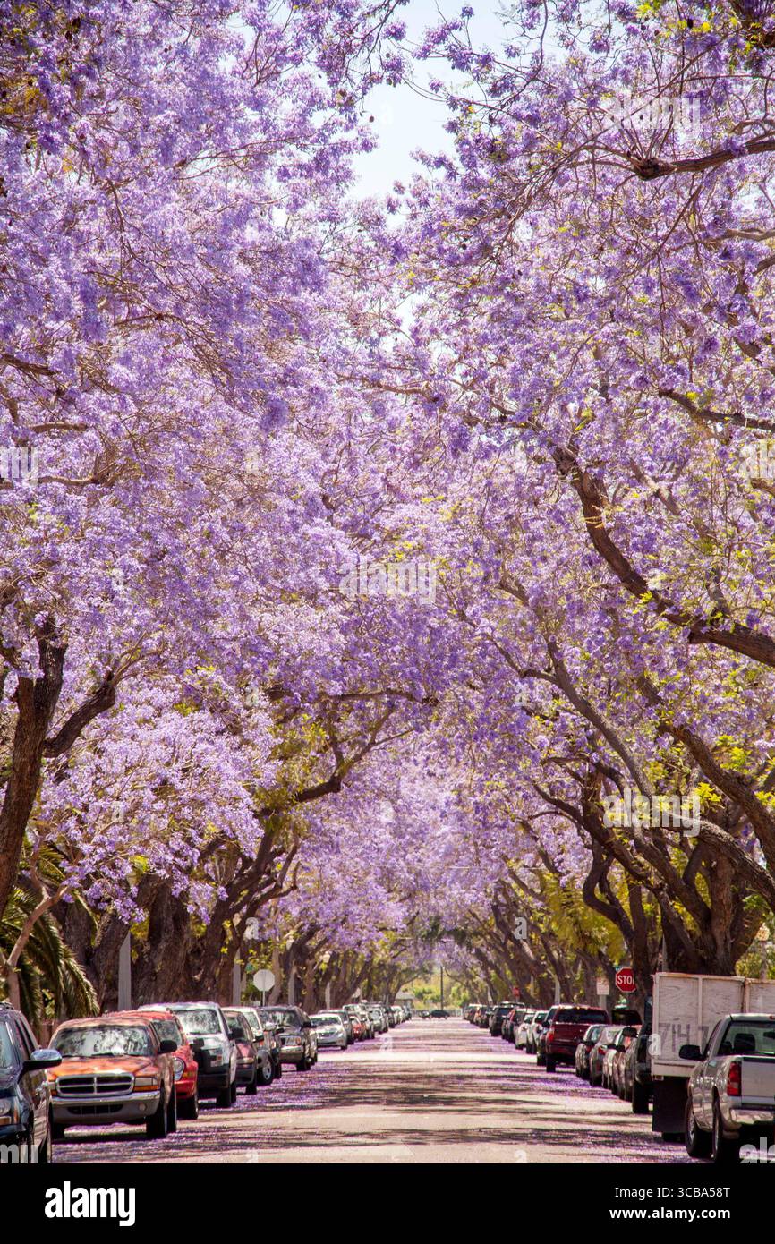 30 avril 2016 : des Jacaranda en fleurs bordent une rue de Santa Ana, CA. Jacaranda est un genre de 49 espèces de plantes à fleurs de la famille des Bignoniaceae (crédit image : © Spencer Grant/ZUMA Press Wire) Banque D'Images