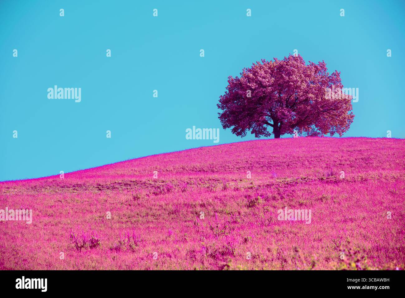 Arbre dans un champ contre un ciel bleu. Teinte rose. Couleur fantastique Banque D'Images