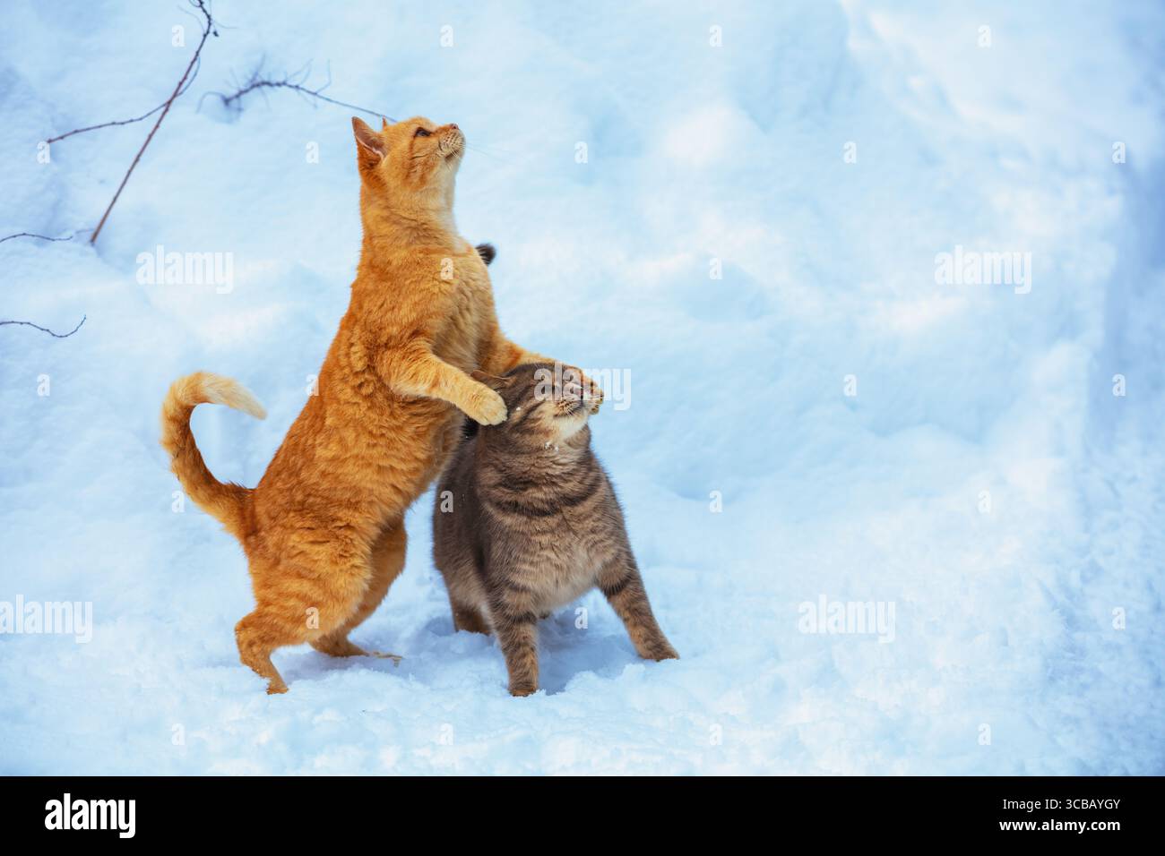 Deux chats drôles dehors dans la neige. Chat ludique rouge regarde les flocons de neige en hiver neigeux Banque D'Images