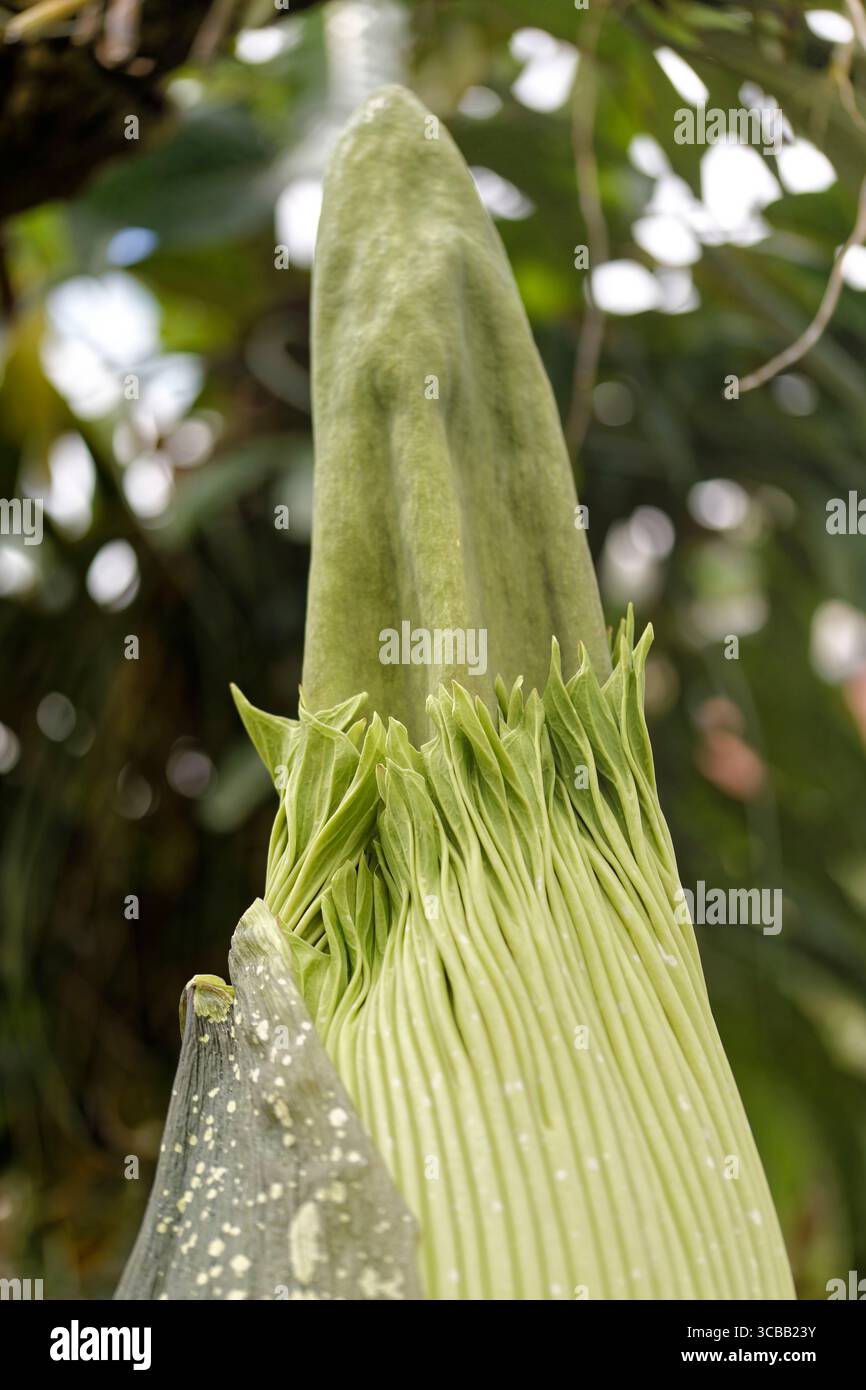 France, Meurthe et Moselle, Villers-les-Nancy, jardin botanique Jean-Marie Pelt, floraison de l'Amorphophallus Titanum ou Arum Titan, également appelé le « phallus de titan », également appelé de l'ouest de Sumatra, plantes de la famille des Aracées Banque D'Images