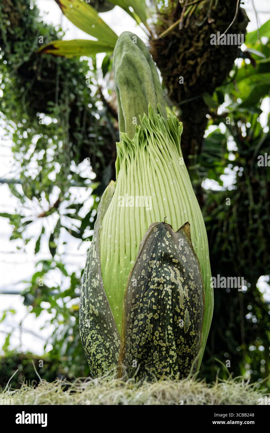 France, Meurthe et Moselle, Villers-les-Nancy, jardin botanique Jean-Marie Pelt, floraison de l'Amorphophallus Titanum ou Arum Titan, également appelé le « phallus de titan », également appelé de l'ouest de Sumatra, plantes de la famille des Aracées Banque D'Images