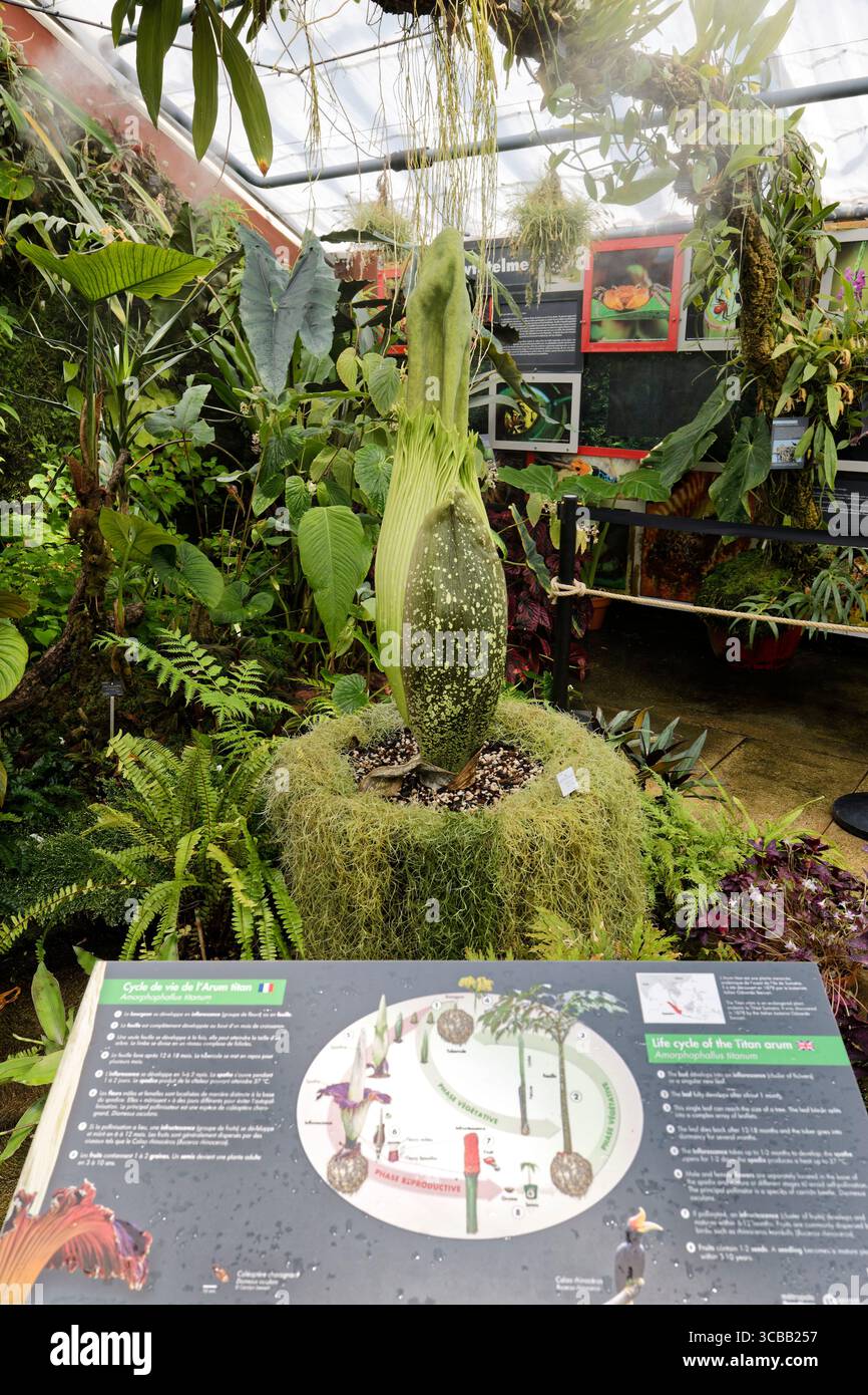 France, Meurthe et Moselle, Villers-les-Nancy, jardin botanique Jean-Marie Pelt, floraison de l'Amorphophallus Titanum ou Arum Titan, également appelé le « phallus de titan », également appelé de l'ouest de Sumatra, plantes de la famille des Aracées Banque D'Images