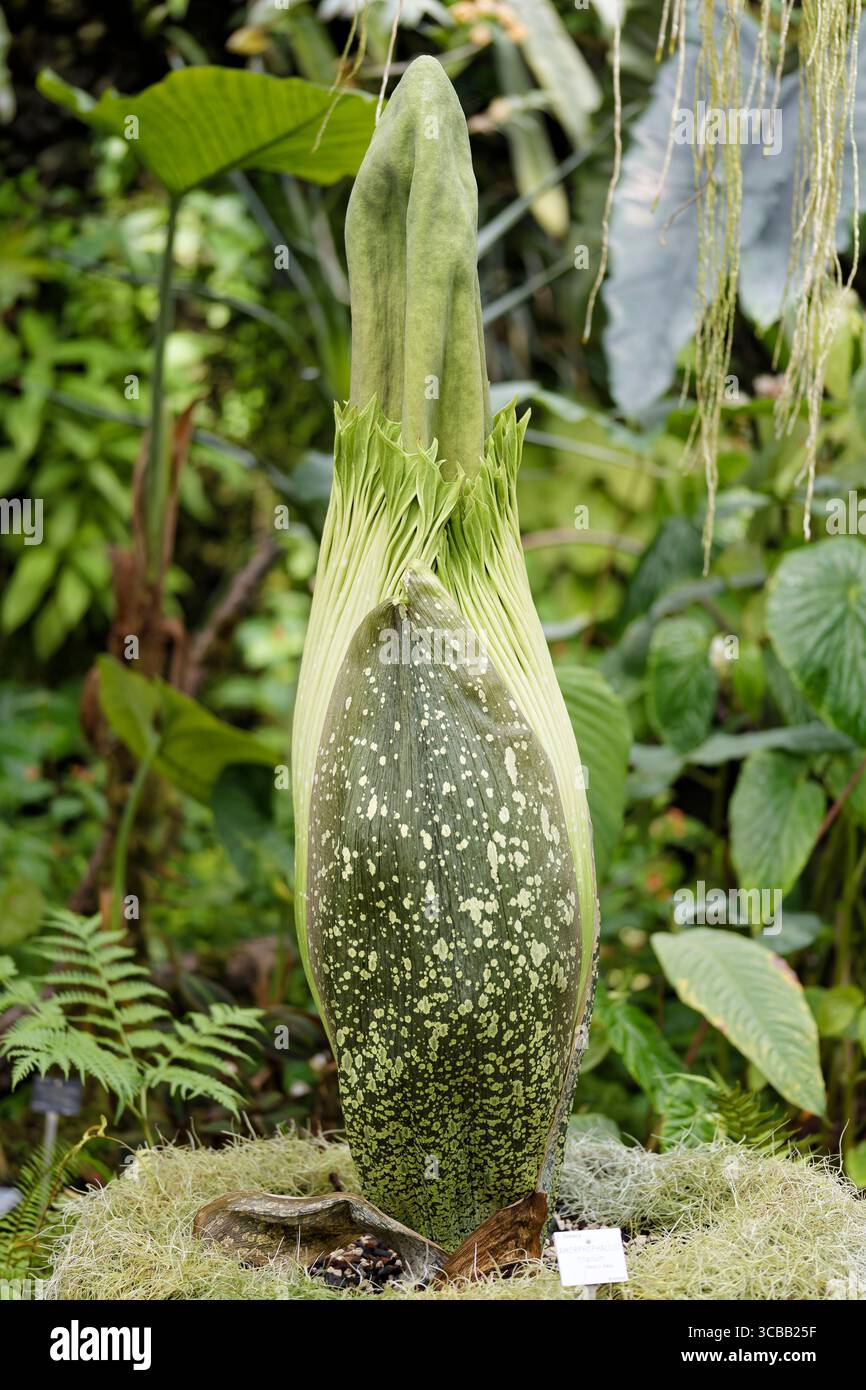 France, Meurthe et Moselle, Villers-les-Nancy, jardin botanique Jean-Marie Pelt, floraison de l'Amorphophallus Titanum ou Arum Titan, également appelé le « phallus de titan », également appelé de l'ouest de Sumatra, plantes de la famille des Aracées Banque D'Images