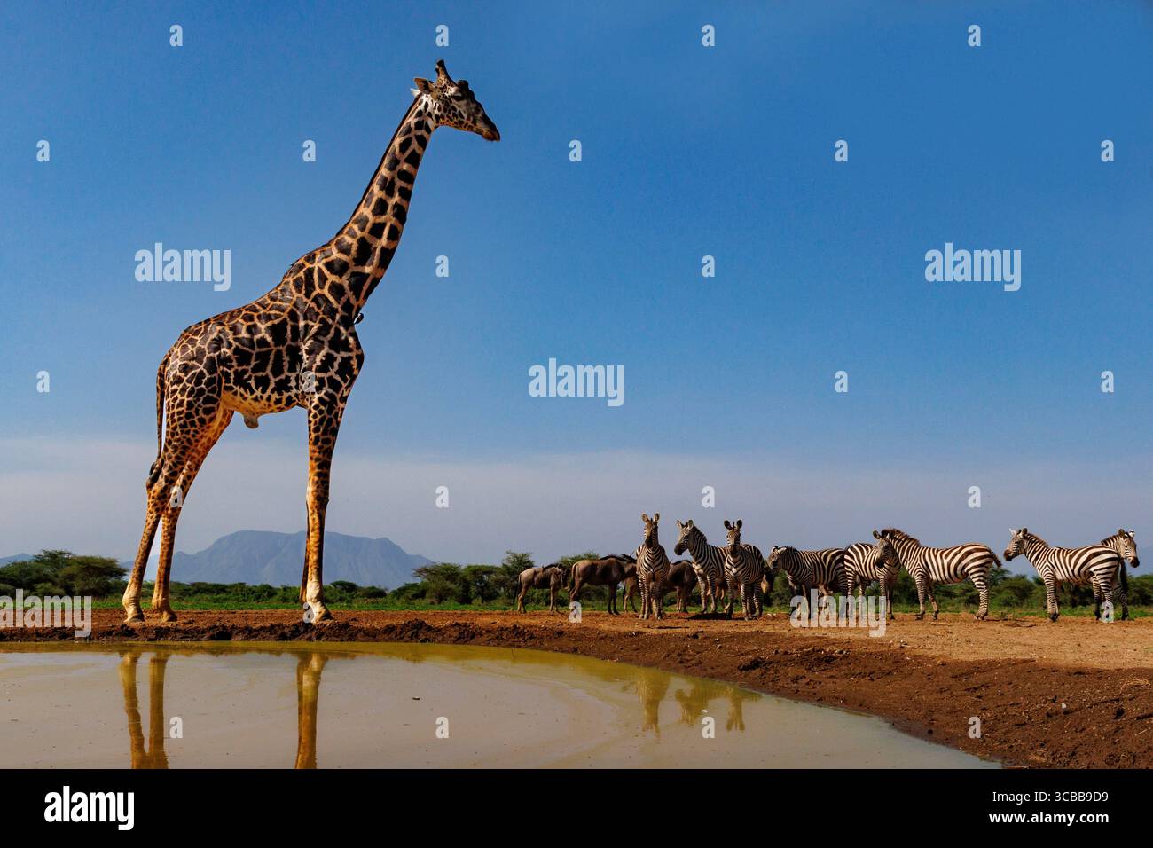Kenya, communauté de Shompole, nature sauvage de Shompole, paysage de savane arbuste avec girafe Masaï buvant dans un point d'eau Banque D'Images