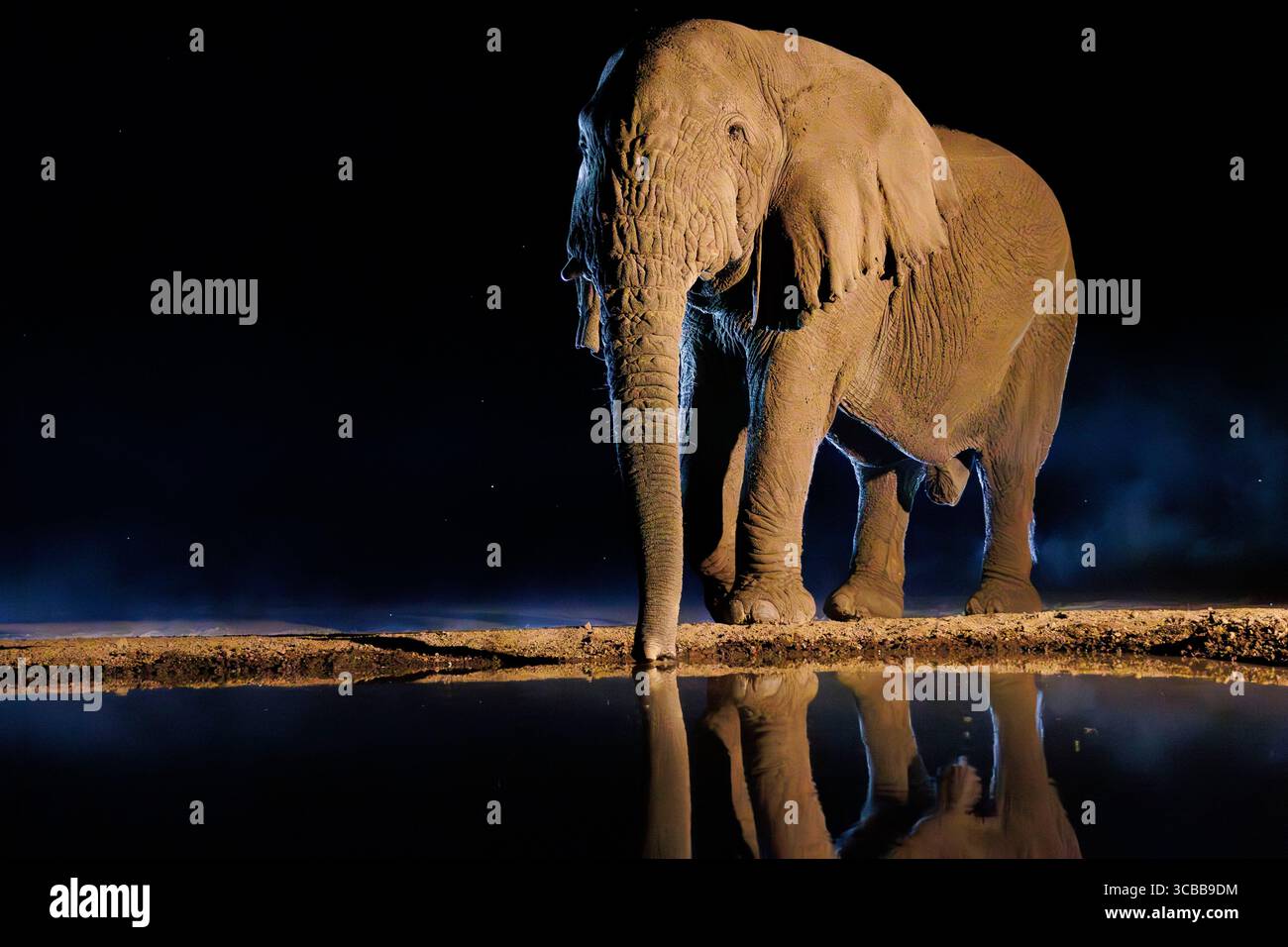 Kenya, Shompole Community, Shompole Wilderness, African Savanna Elephant ou Savanna Elephant (Loxodonta africana), buvant la nuit au point d'eau Banque D'Images