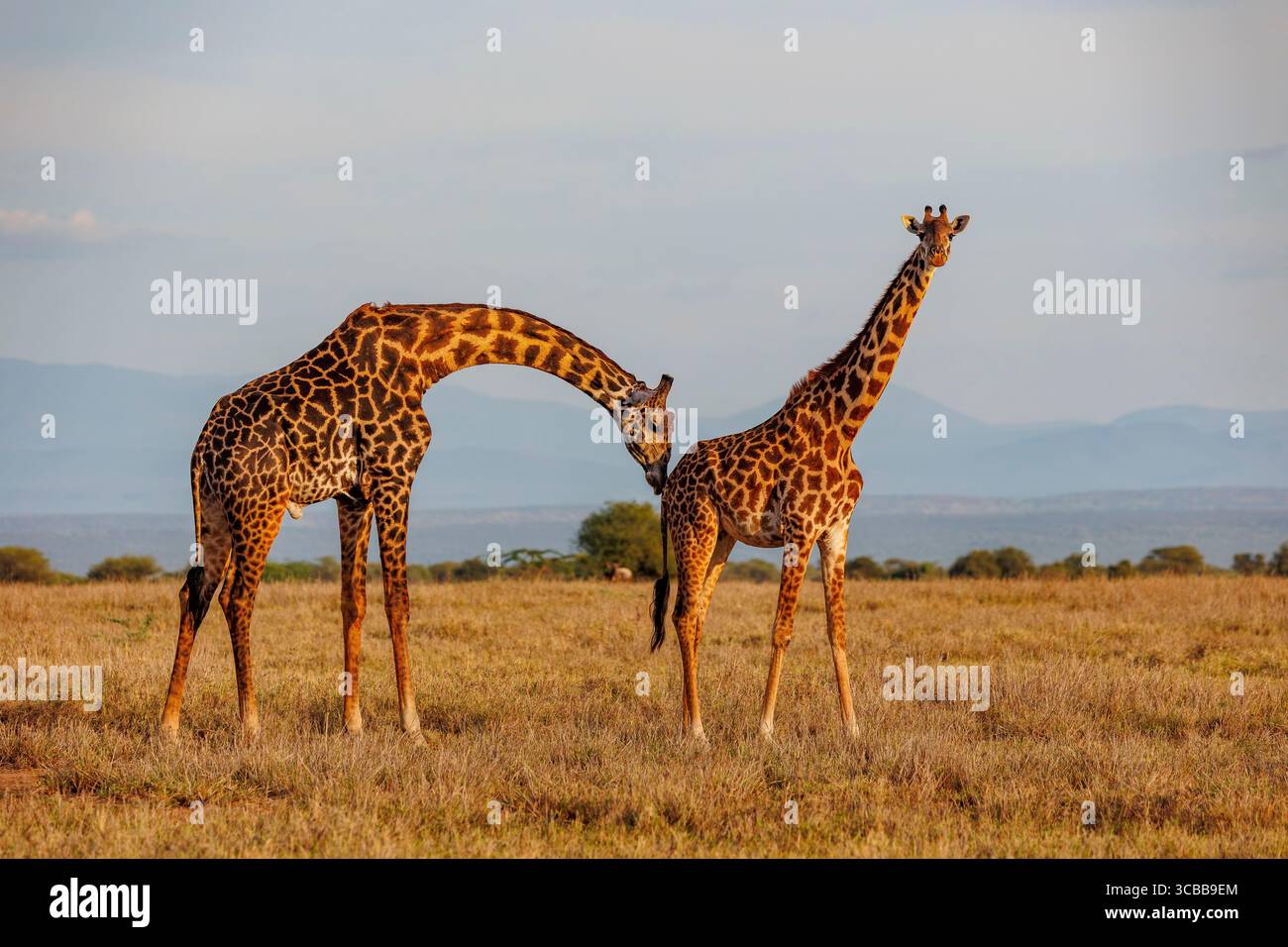 Kenya, communauté de Shompole, nature sauvage de Shompole, paysage de savane arbuste avec girafe Masaï Banque D'Images