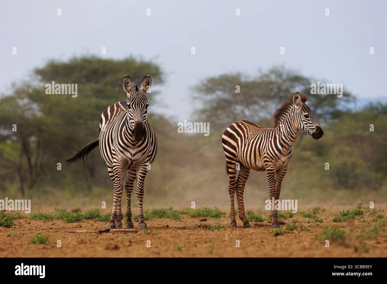Kenya, Communauté de Shompole, Shompole Wilderness, zèbre de Burchell (Equus quagga syn. Equus burchellii), près d'un point d'eau Banque D'Images
