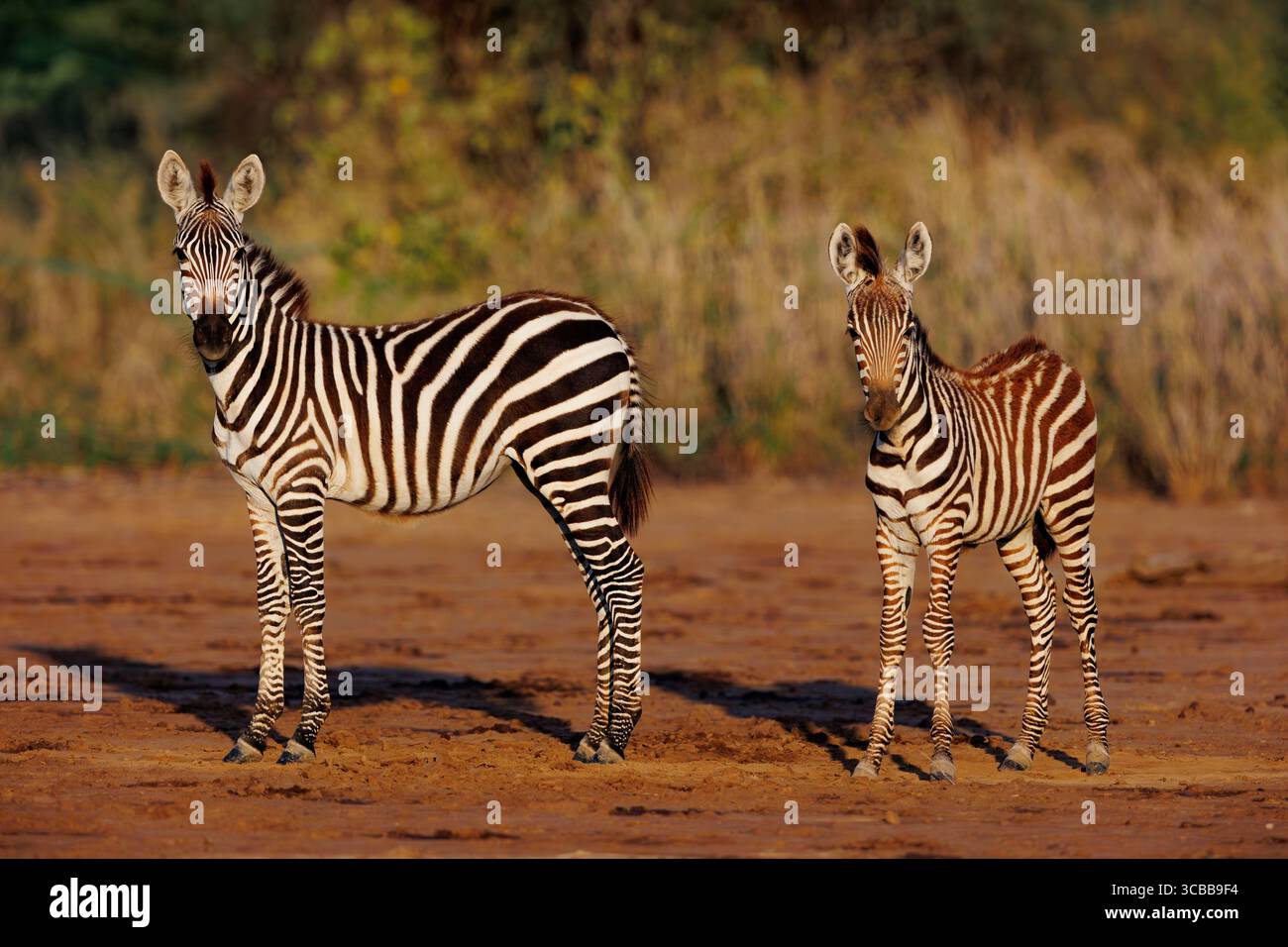 Kenya, Communauté de Shompole, Shompole Wilderness, zèbre de Burchell (Equus quagga syn. Equus burchellii), près d'un point d'eau Banque D'Images