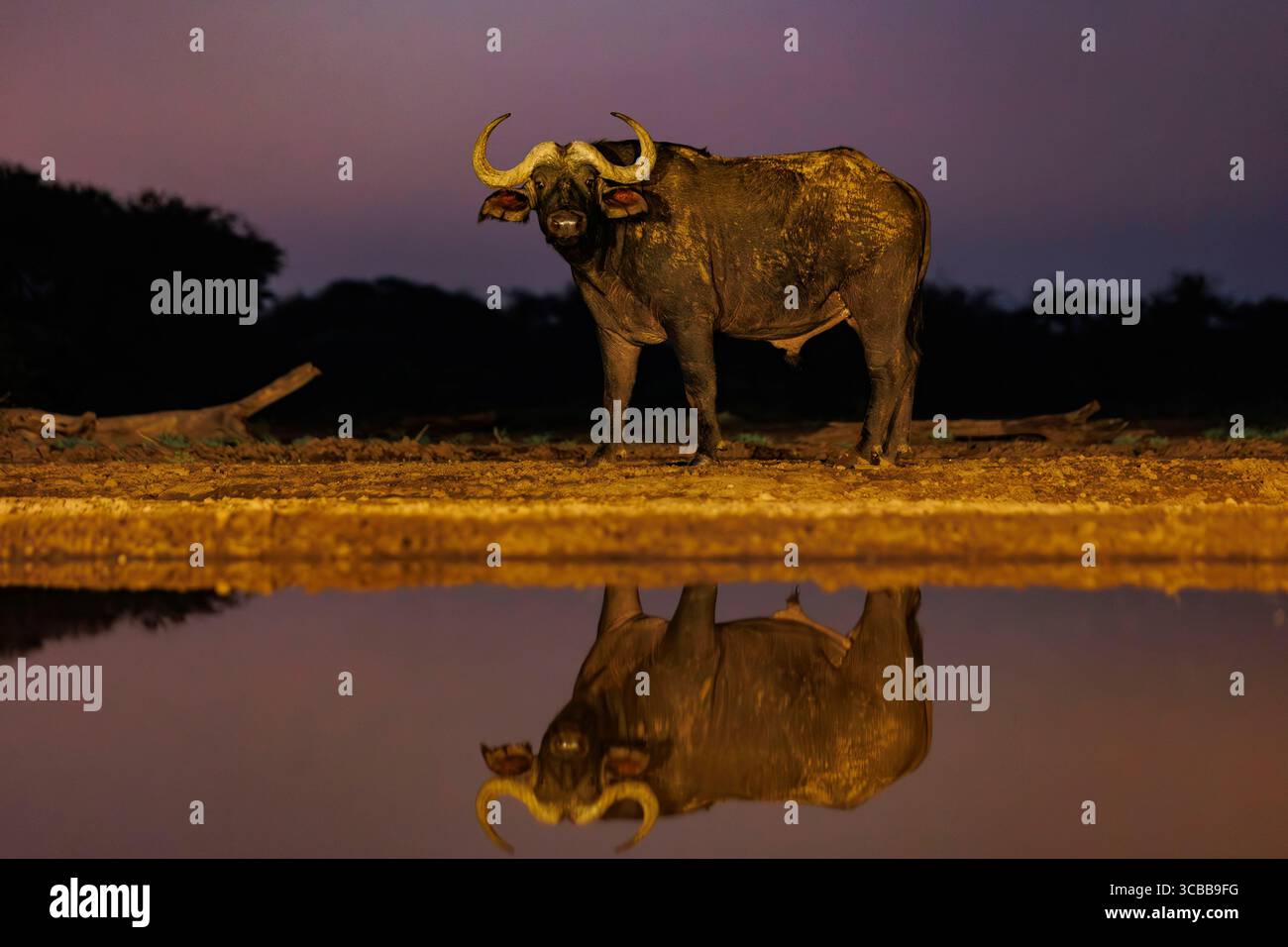 Kenya, Communauté de Shompole, région sauvage de Shompole, buffle africain, buffle de savane noir ou grand buffle de savane noir (Syncerus caffer), vieux mâle solitaire buvant dans un étang Banque D'Images