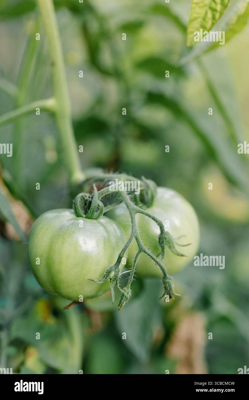 Deux tomates vertes non mûres poussant sur la vigne dans un jardin. Banque D'Images
