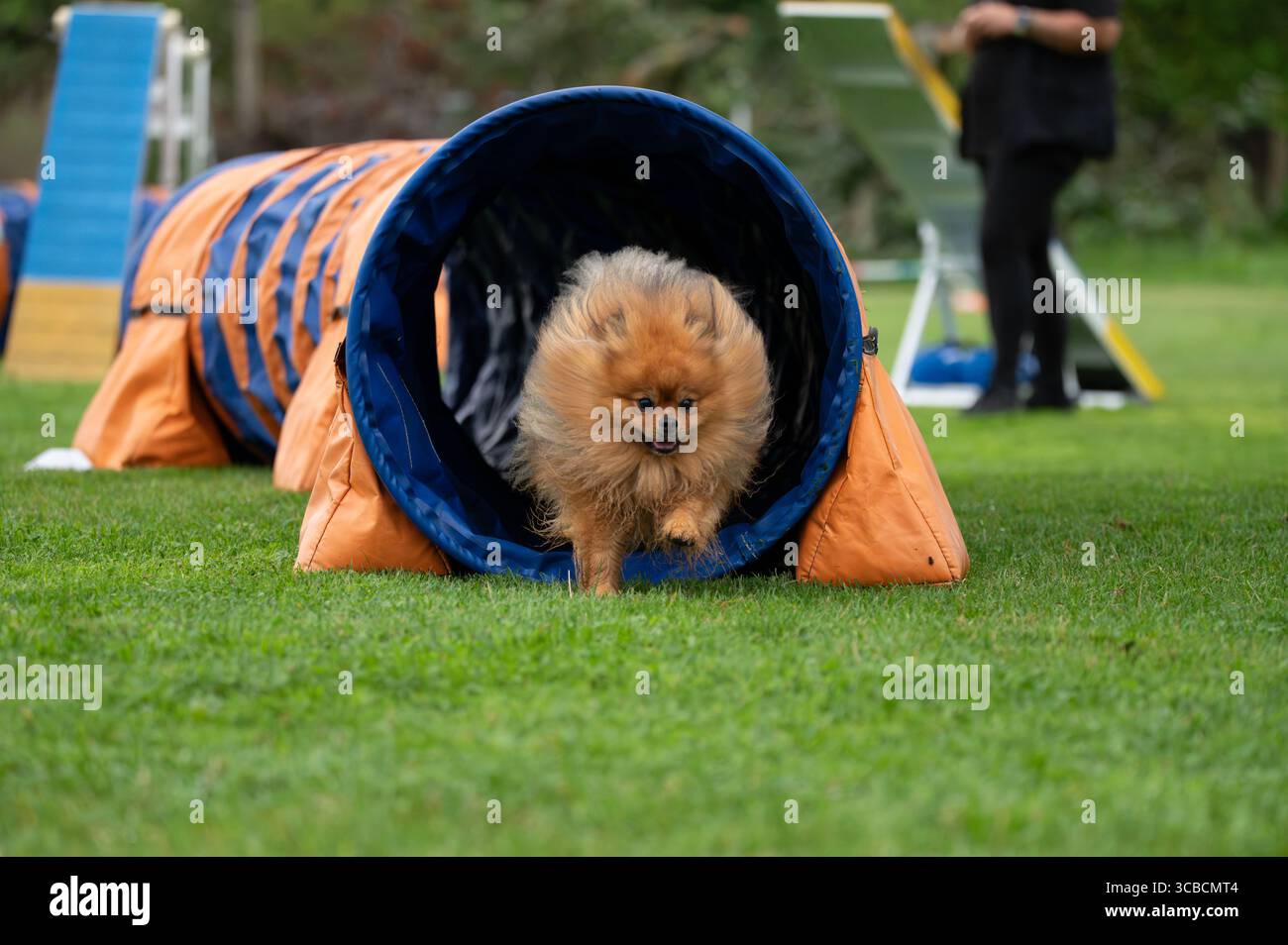 Un Spitz allemand navigue les obstacles sur un parcours d’agilité. Banque D'Images Un Spitz allemand navigue les obstacles sur un parcours d’agilité. Banque D'Images