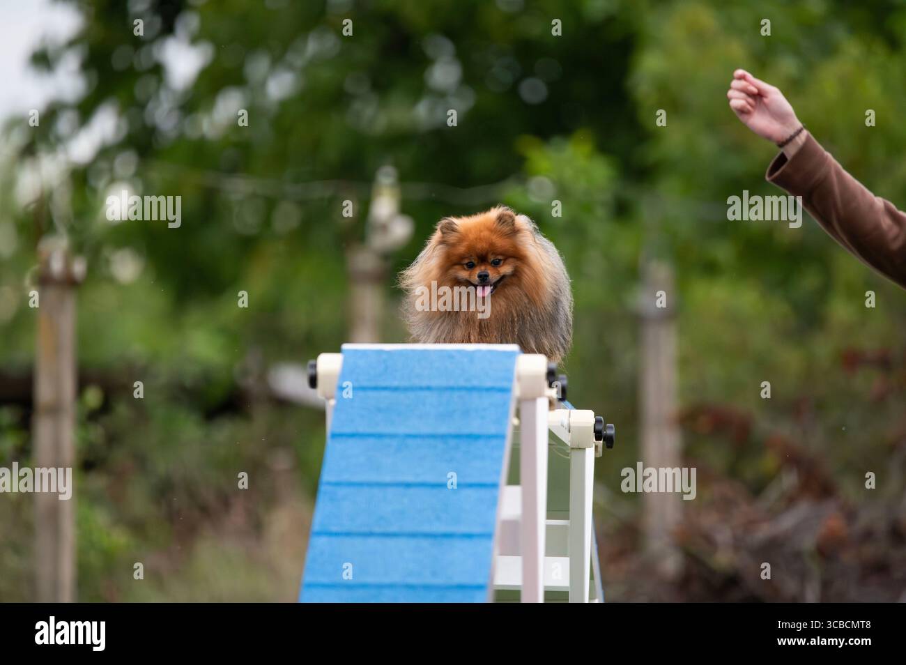 Un Spitz allemand navigue les obstacles sur un parcours d’agilité. Banque D'Images Un Spitz allemand navigue les obstacles sur un parcours d’agilité. Banque D'Images