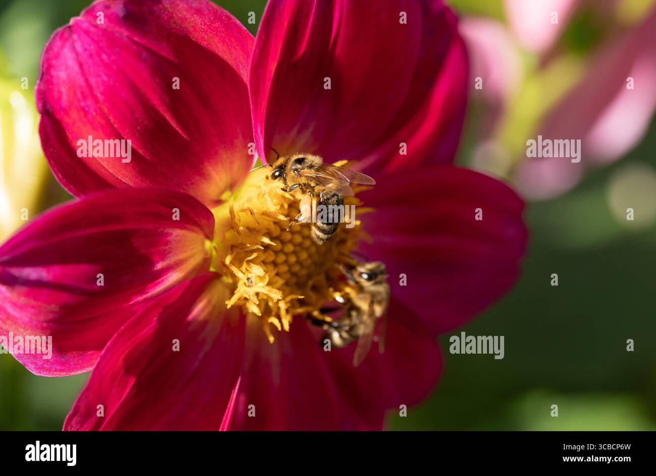 gros plan d'une abeille pollinisant une fleur et fabriquant du miel Banque D'Images