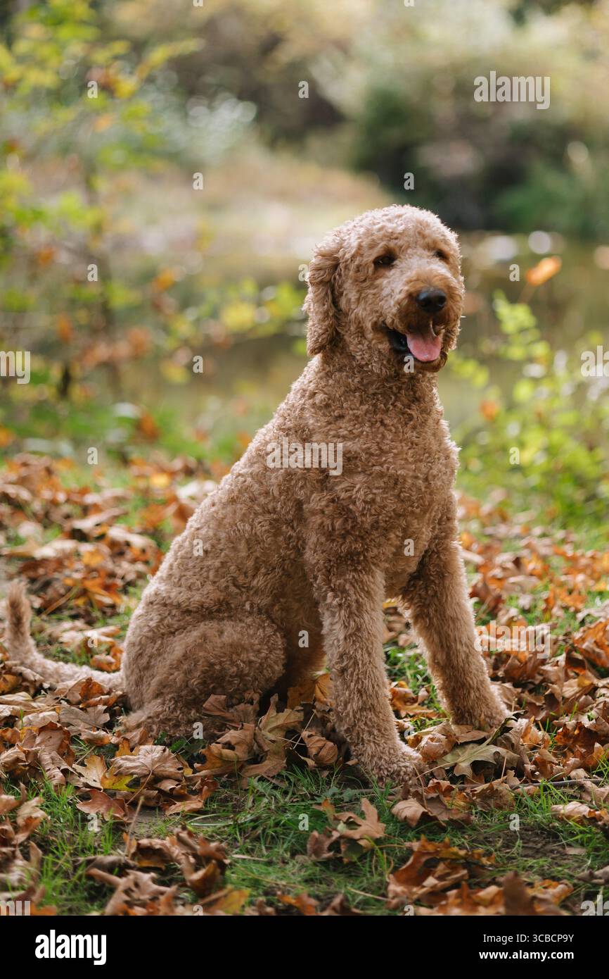 Chien aux cheveux bouclés assis dans les feuilles d'automne près d'un étang forestier. Banque D'Images Chien aux cheveux bouclés assis dans les feuilles d'automne près d'un étang forestier. Banque D'Images
