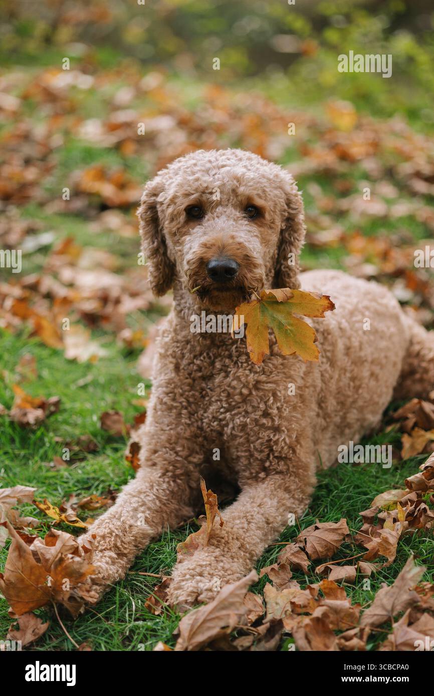 Chien aux cheveux bouclés couché sur l'herbe d'automne tenant une feuille dans la bouche. Banque D'Images Chien aux cheveux bouclés couché sur l'herbe d'automne tenant une feuille dans la bouche. Banque D'Images