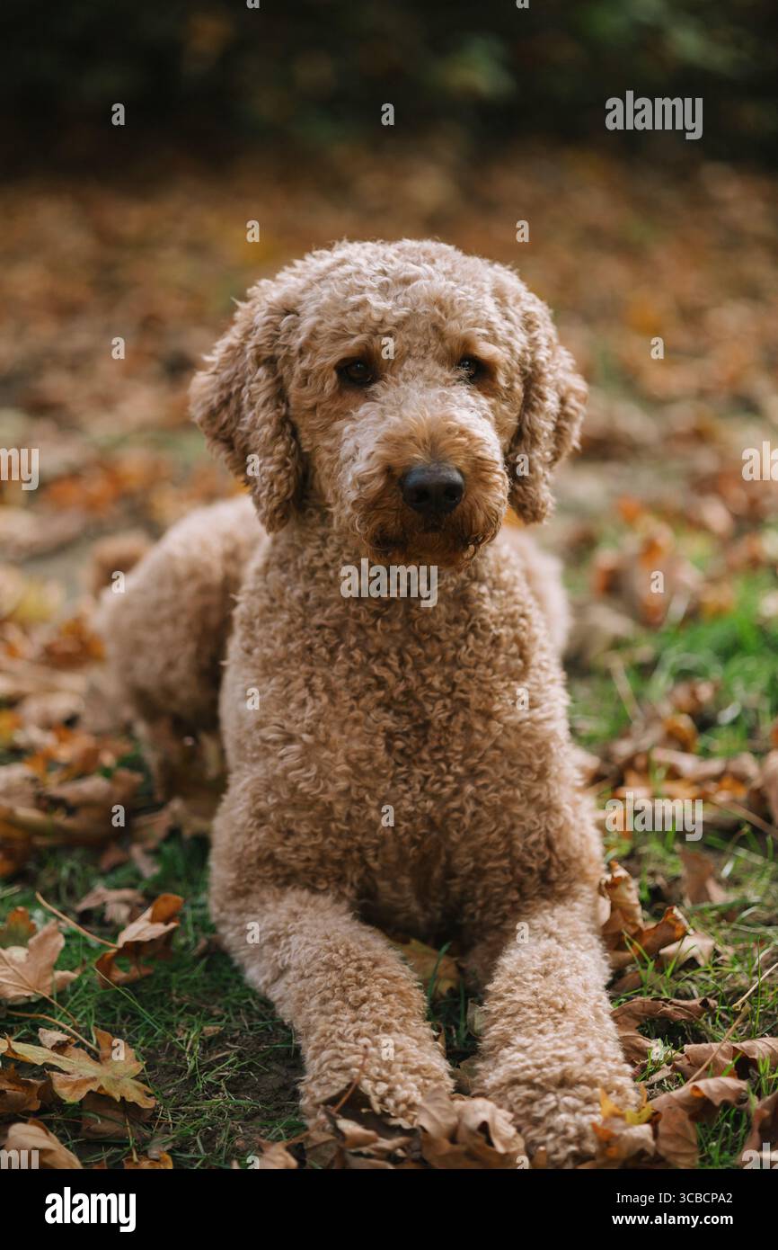 Chien aux poils bouclés couché dans des feuilles d'automne sur un sol herbeux. Banque D'Images Chien aux poils bouclés couché dans des feuilles d'automne sur un sol herbeux. Banque D'Images