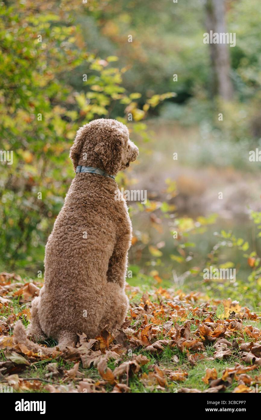 Chien aux poils bouclés assis dans les feuilles d'automne regardant vers un PON tranquille Banque D'Images Chien aux poils bouclés assis dans les feuilles d'automne regardant vers un PON tranquille Banque D'Images