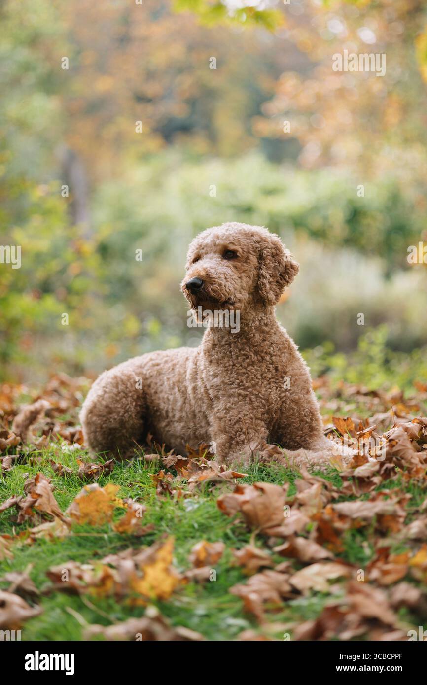 Chien aux poils bouclés couché dans des feuilles d'automne sur un sol herbeux. Banque D'Images Chien aux poils bouclés couché dans des feuilles d'automne sur un sol herbeux. Banque D'Images