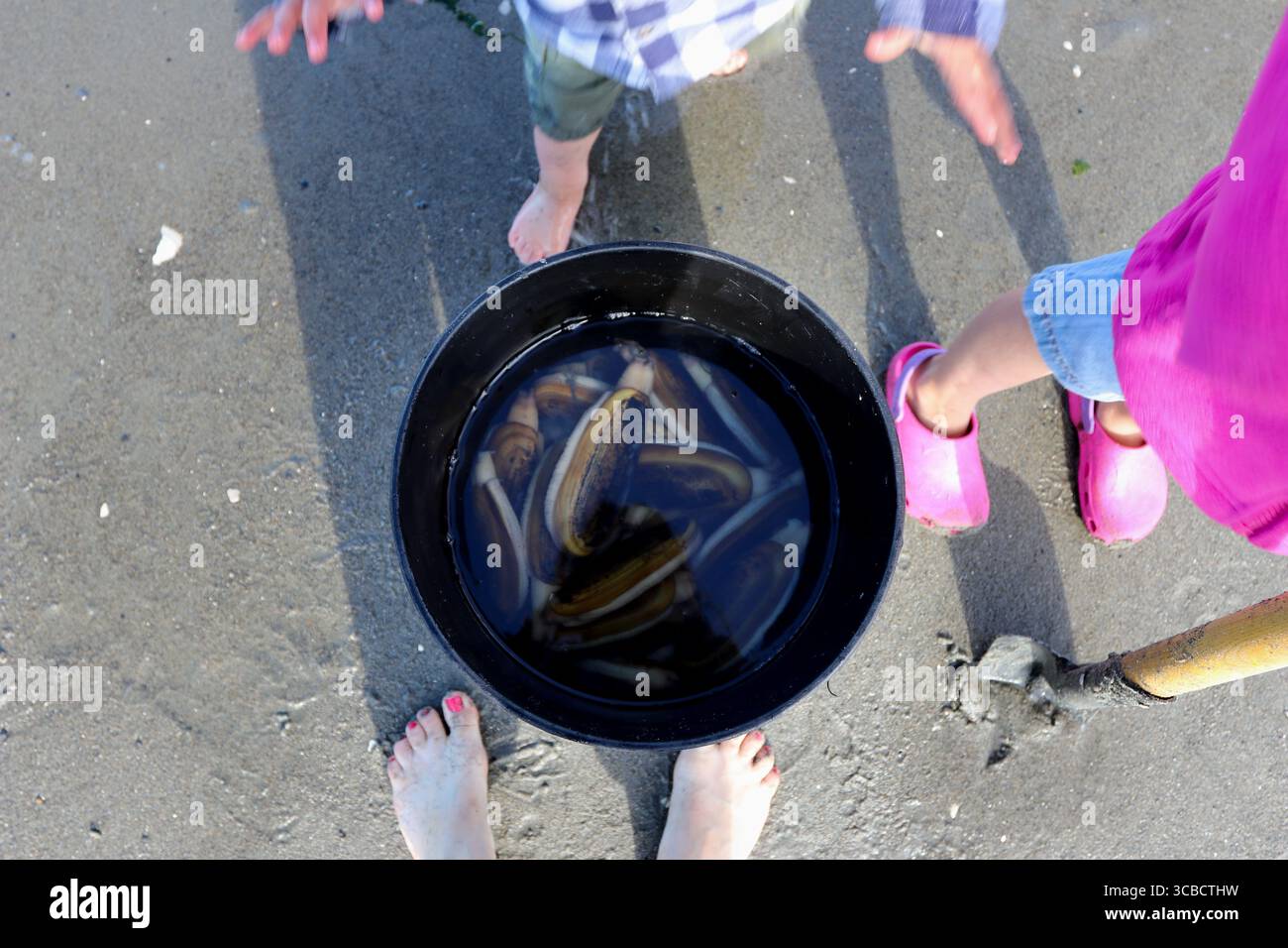 Palourdes fraîchement creusées dans un seau noir sur une plage de sable. Banque D'Images