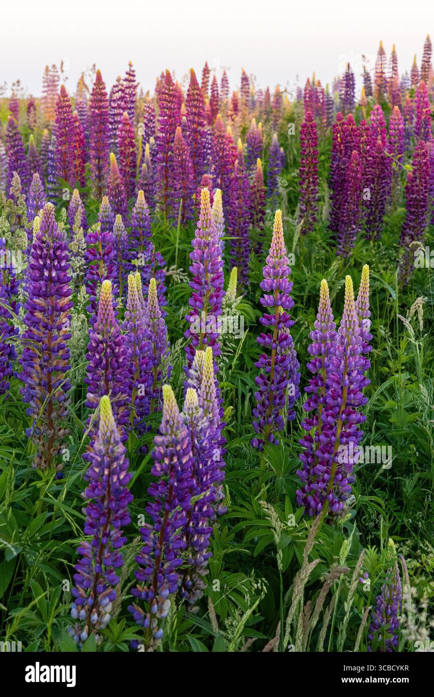 Champ de lupins en fleurs illuminé au coucher du soleil Banque D'Images