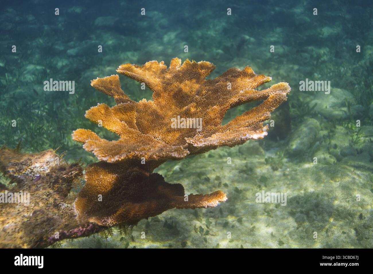 Branche de corail orange sur un récif profond Banque D'Images