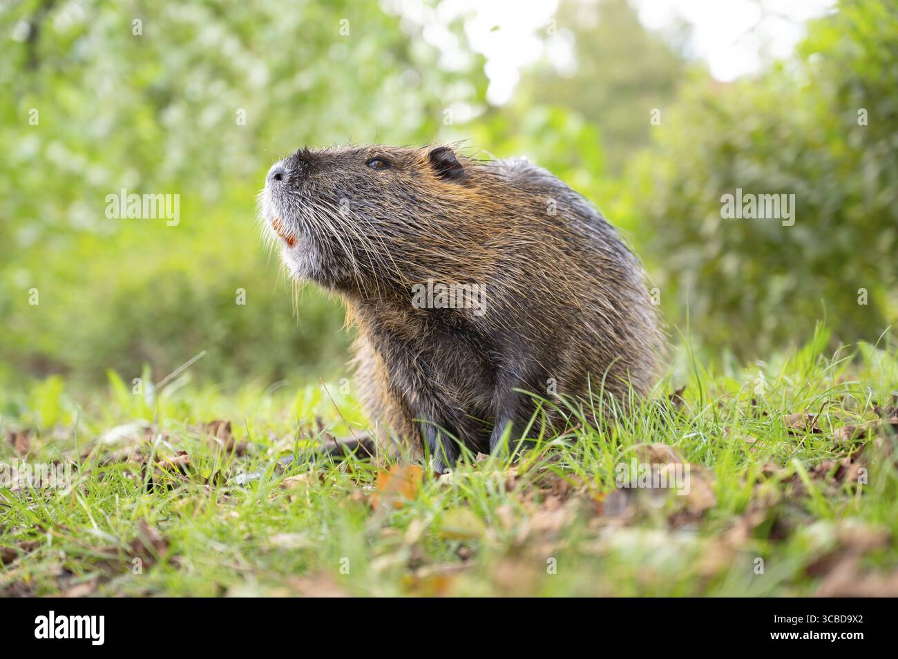Rat de rivière Nutria, coypu herbivore, famille de rongeurs semi-aquatiques Myocastoridae sur le pré, animaux sauvages, zones humides habitées Banque D'Images