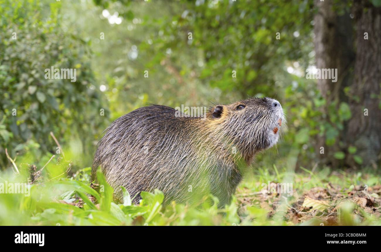 Rat de rivière Nutria, coypu herbivore, famille de rongeurs semi-aquatiques Myocastoridae sur le pré, animaux sauvages, zones humides habitées Banque D'Images