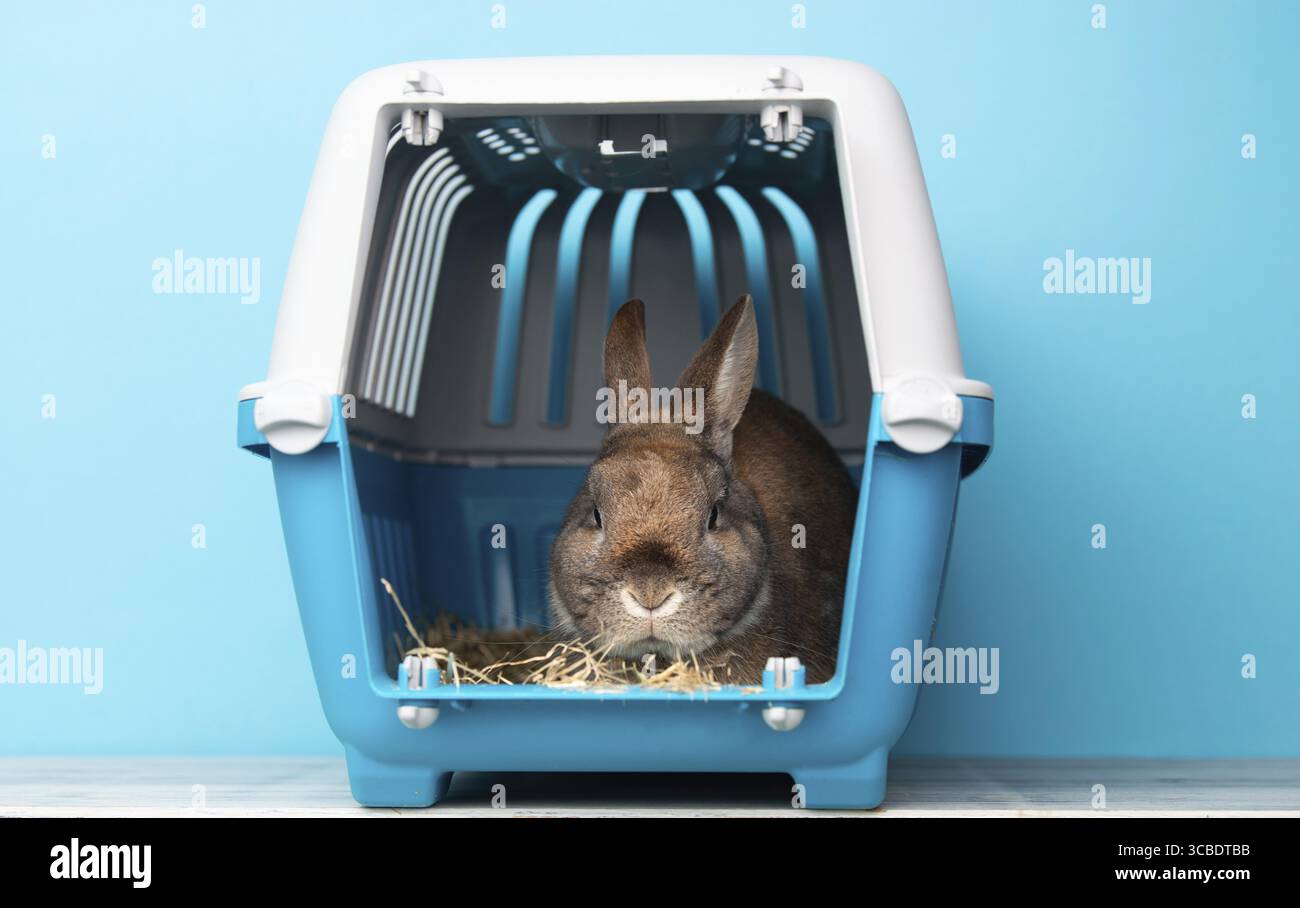 Lapin dans une boîte de transport, animal enfermé dans une cage, prenant soin de l'animal domestique, vacances ou rendez-vous chez un vétérinaire Banque D'Images