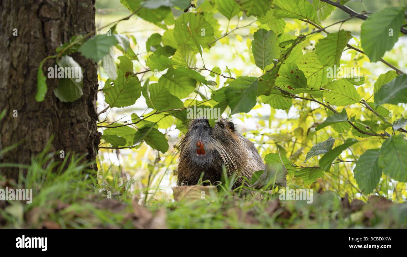 Rat de rivière Nutria, coypu herbivore, famille de rongeurs semi-aquatiques Myocastoridae sur le pré, animaux sauvages, zones humides habitées Banque D'Images