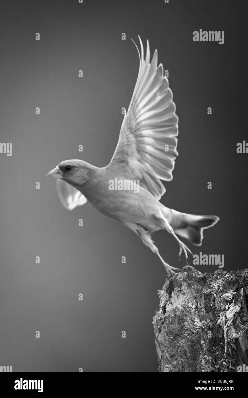 Mono European Greenfinch décolle de la souche Banque D'Images