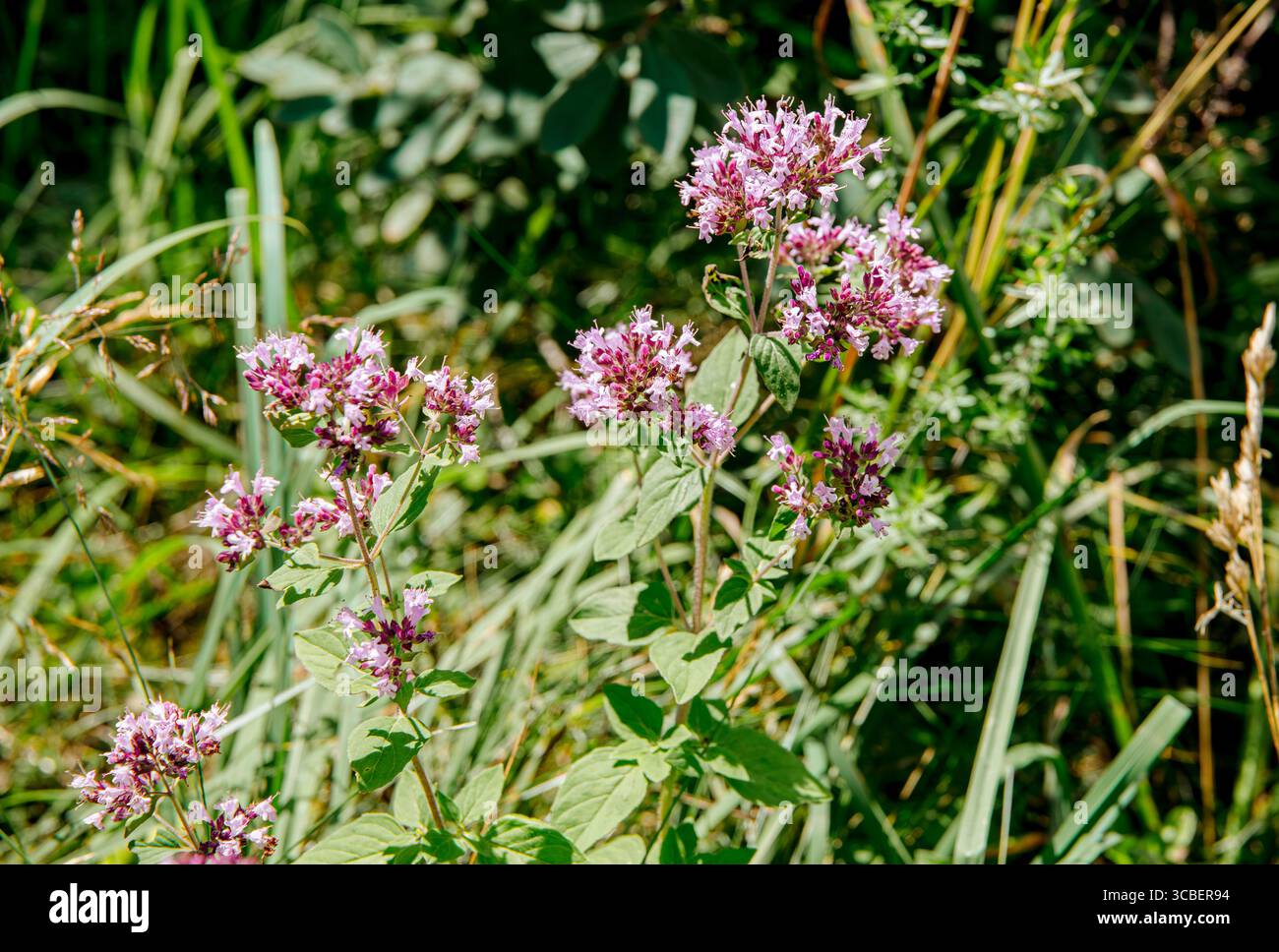 Vue rapprochée d'une plante de fleurs d'origan Origanum vulgare poussant dans la nature en été. Banque D'Images