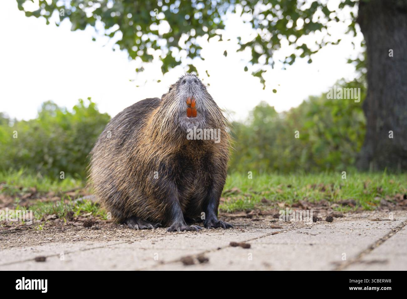 Rat de rivière Nutria, coypu herbivore, famille de rongeurs semi-aquatiques Myocastoridae sur le pré, animaux sauvages, zones humides habitées Banque D'Images