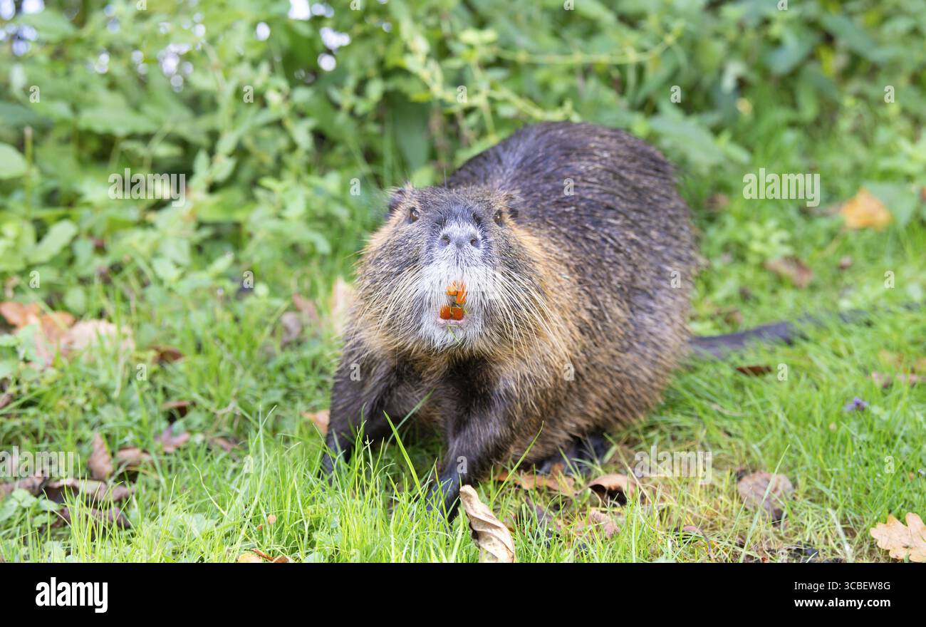 Rat de rivière Nutria, coypu herbivore, famille de rongeurs semi-aquatiques Myocastoridae sur le pré, animaux sauvages, zones humides habitées Banque D'Images
