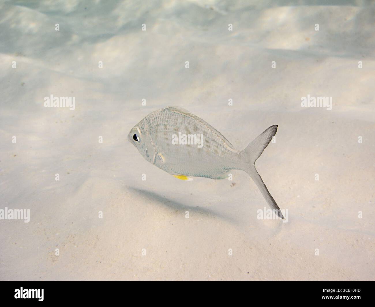 Petit poisson argenté sur fond sablonneux Banque D'Images