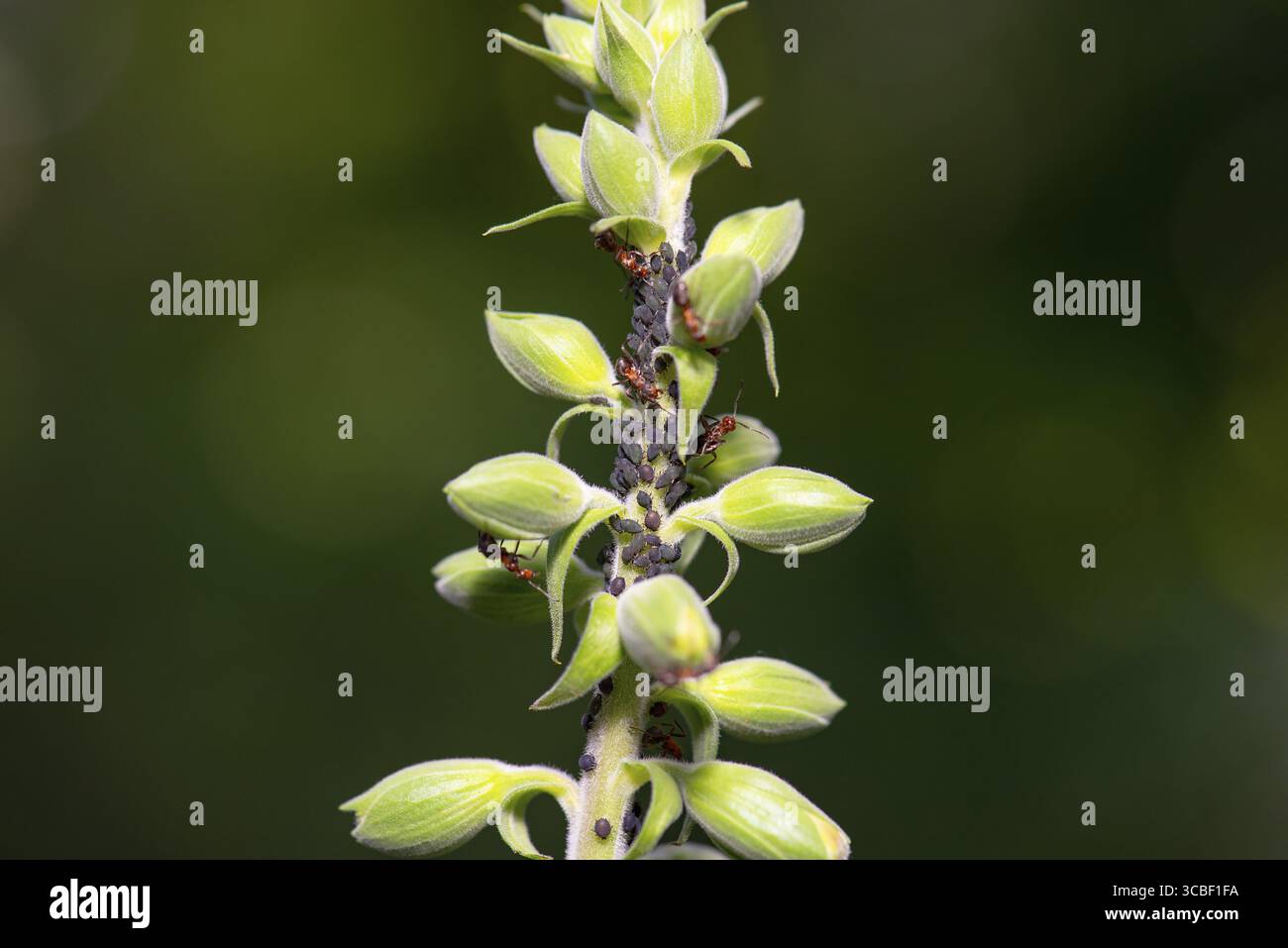 Pucerons et fourmis sur une plante, sève les insectes suceurs, Aphidoidea, greenfly ou mouche noire, peste d'insectes dans le jardin Banque D'Images