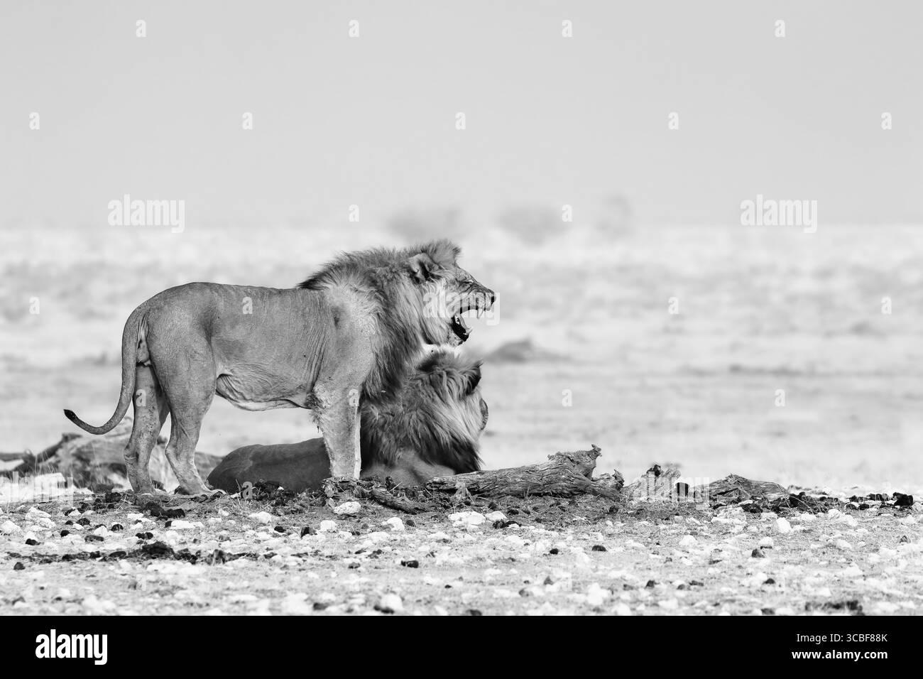 Portrait en noir et blanc de deux lions mâles (Panthera leo) reposant dans le parc national d'Etosha, Namibie. Un lion se tient au-dessus de son frère bâillant Banque D'Images