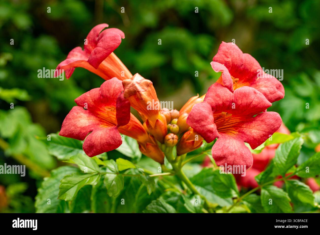 Terific Campsis x Tagliabuana 'Madame Galen'. Naturel gros plan portrait de plante fleurie fleuri avec un peu de feuillage. soulagés, intrigants, absorbants, audacieux Banque D'Images