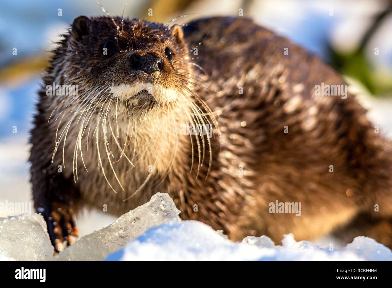 Portrait rapproché d'une loutre européenne Lutra lutra en hiver Banque D'Images