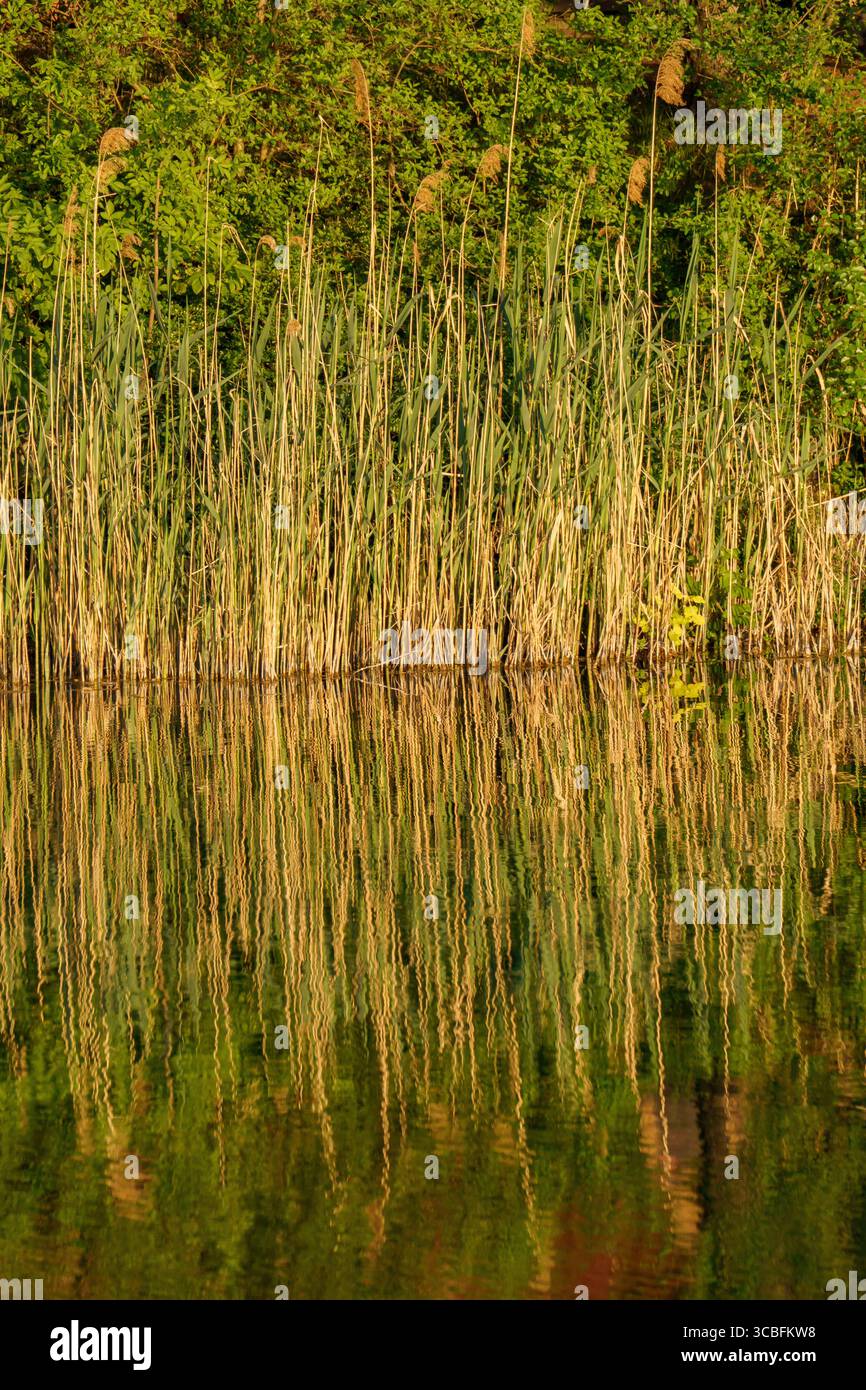 Les grands roseaux communs (Phragmites australis) poussent densément le long du bord de l'eau, leurs tiges minces et leurs têtes plumeuses reflétées dans l'alambic, réfléchissantes Banque D'Images