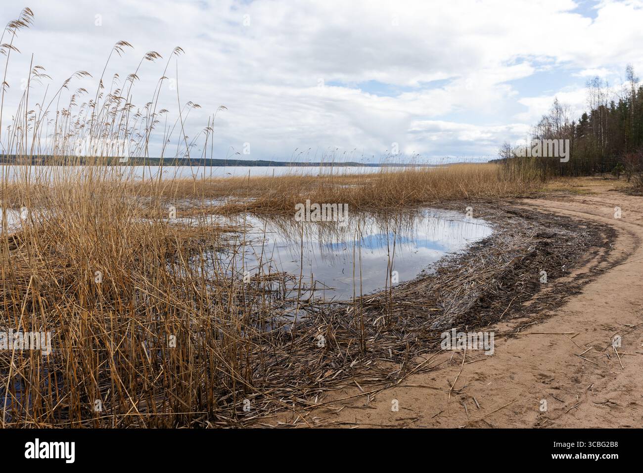 Scène calme au bord du lac avec des plantes de roseaux dorés le long du rivage, un chemin sablonneux courbé près de l'eau, et une atmosphère d'automne tranquille sous un c partiel Banque D'Images