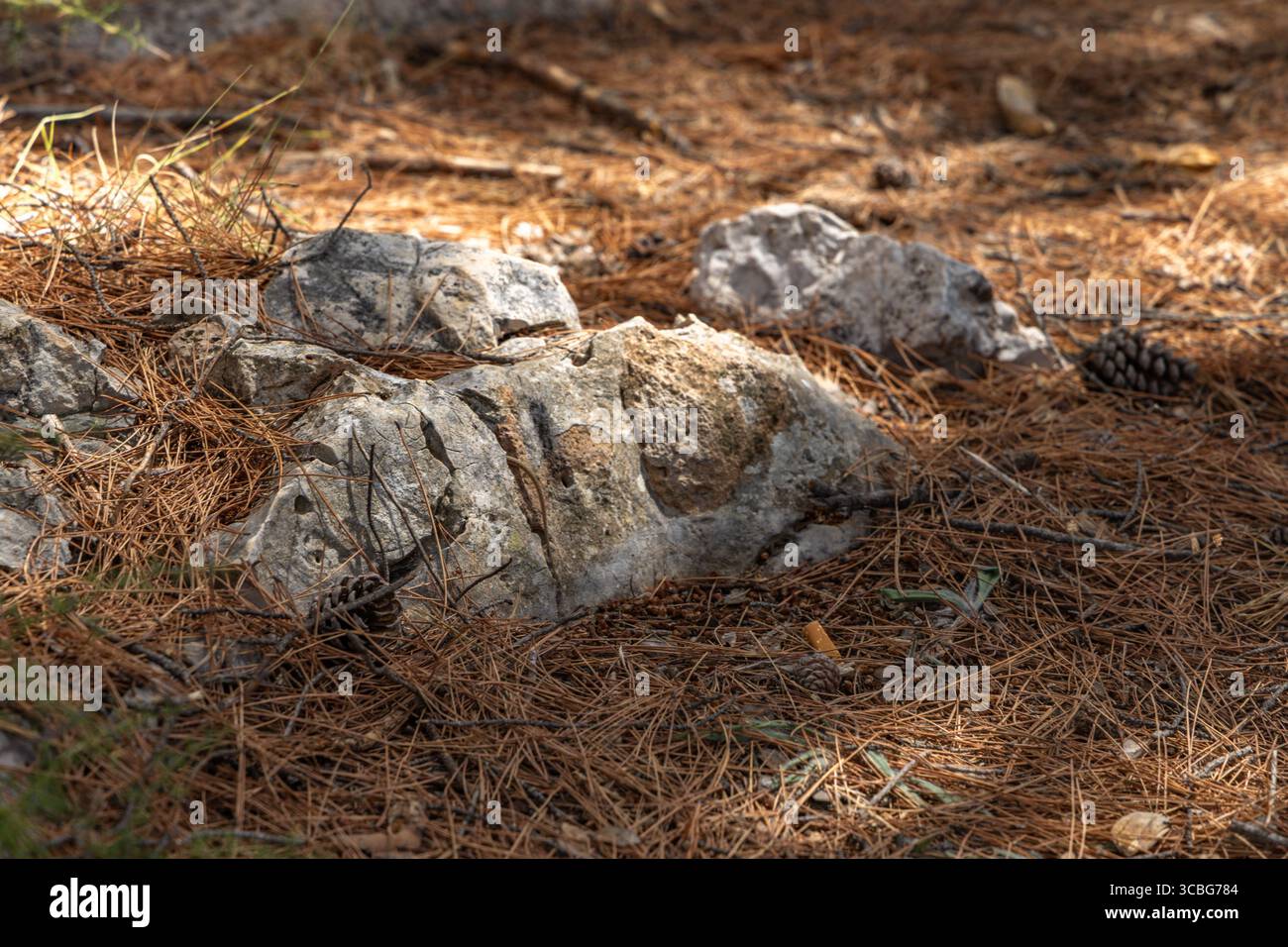 Un jeune lézard se cache parmi les rochers, des animaux sur la côte croate Banque D'Images