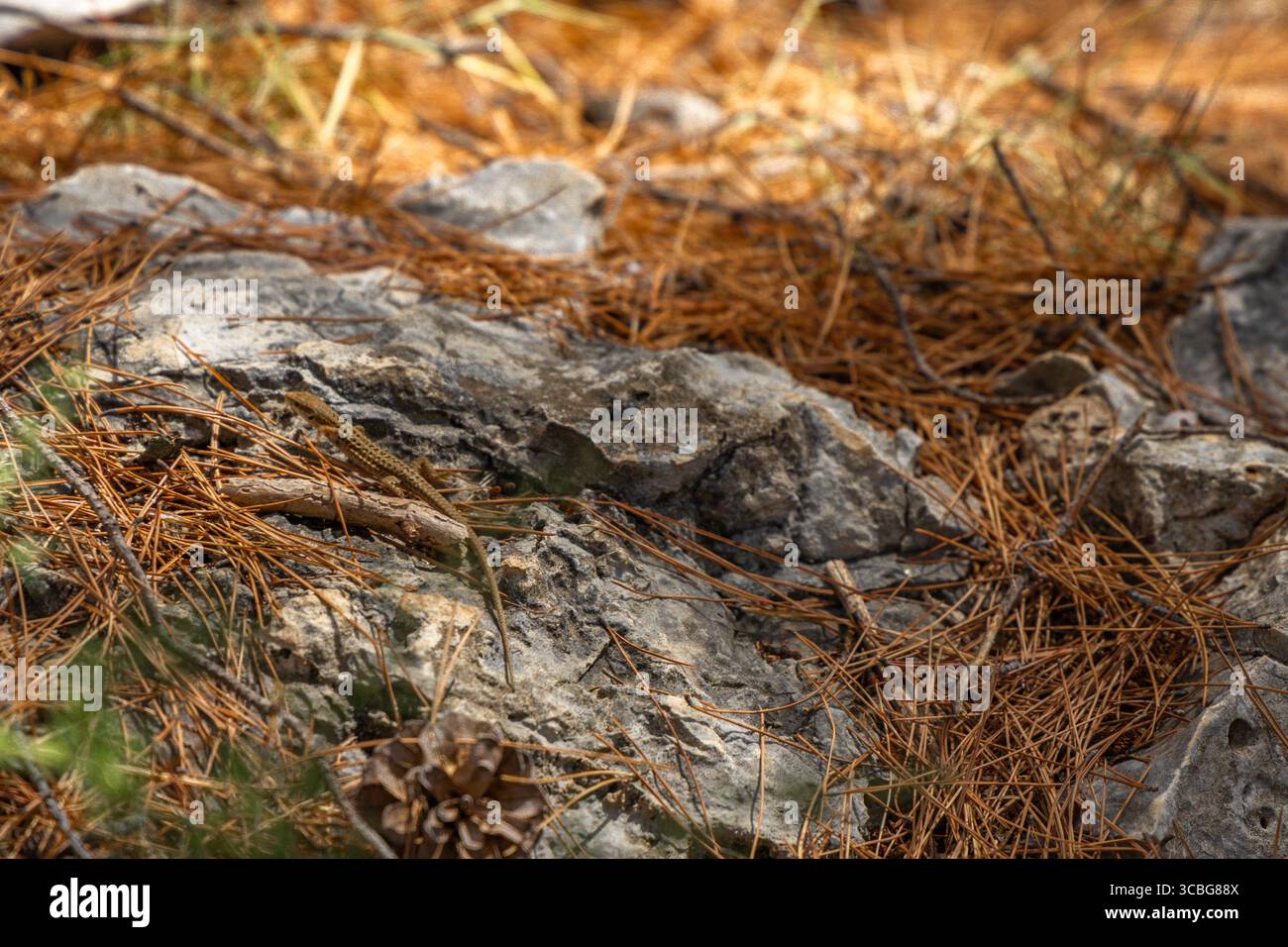 Un jeune lézard se cache parmi les rochers, des animaux sur la côte croate Banque D'Images