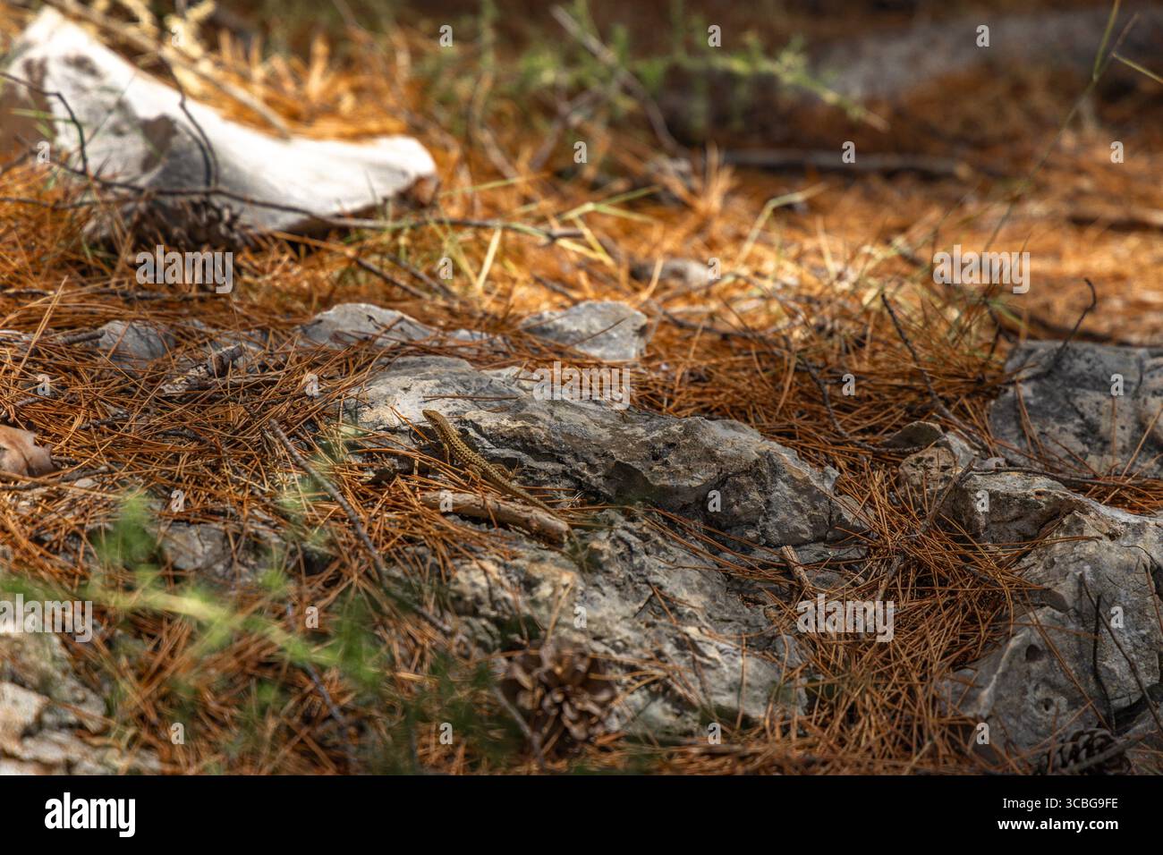 Un jeune lézard se cache parmi les rochers, des animaux sur la côte croate Banque D'Images