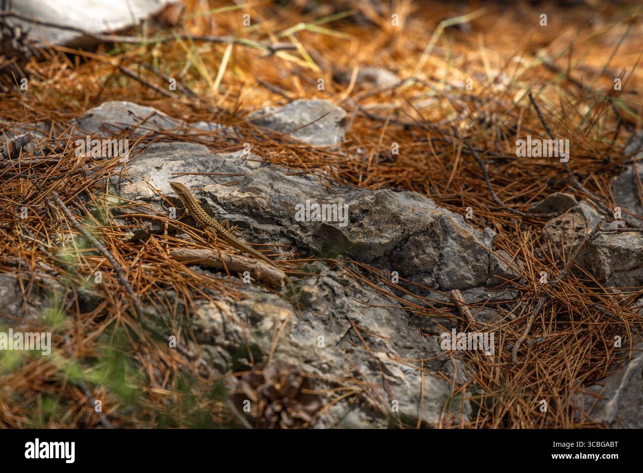 Un jeune lézard se cache parmi les rochers, des animaux sur la côte croate Banque D'Images