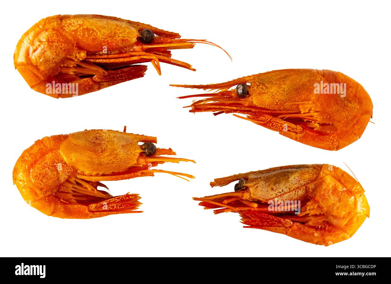 Quatre crevettes rouges bouillies avec coquille isolée sur fond blanc. Vue de dessus de l'image gros plan. Banque D'Images