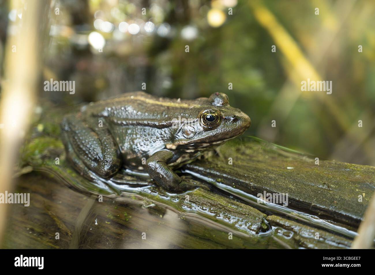 Aga toad, bufo marinus assis sur une bûche d'arbre, habitant d'amphibiens dans le système écologique des zones humides, Haff Reimech Banque D'Images
