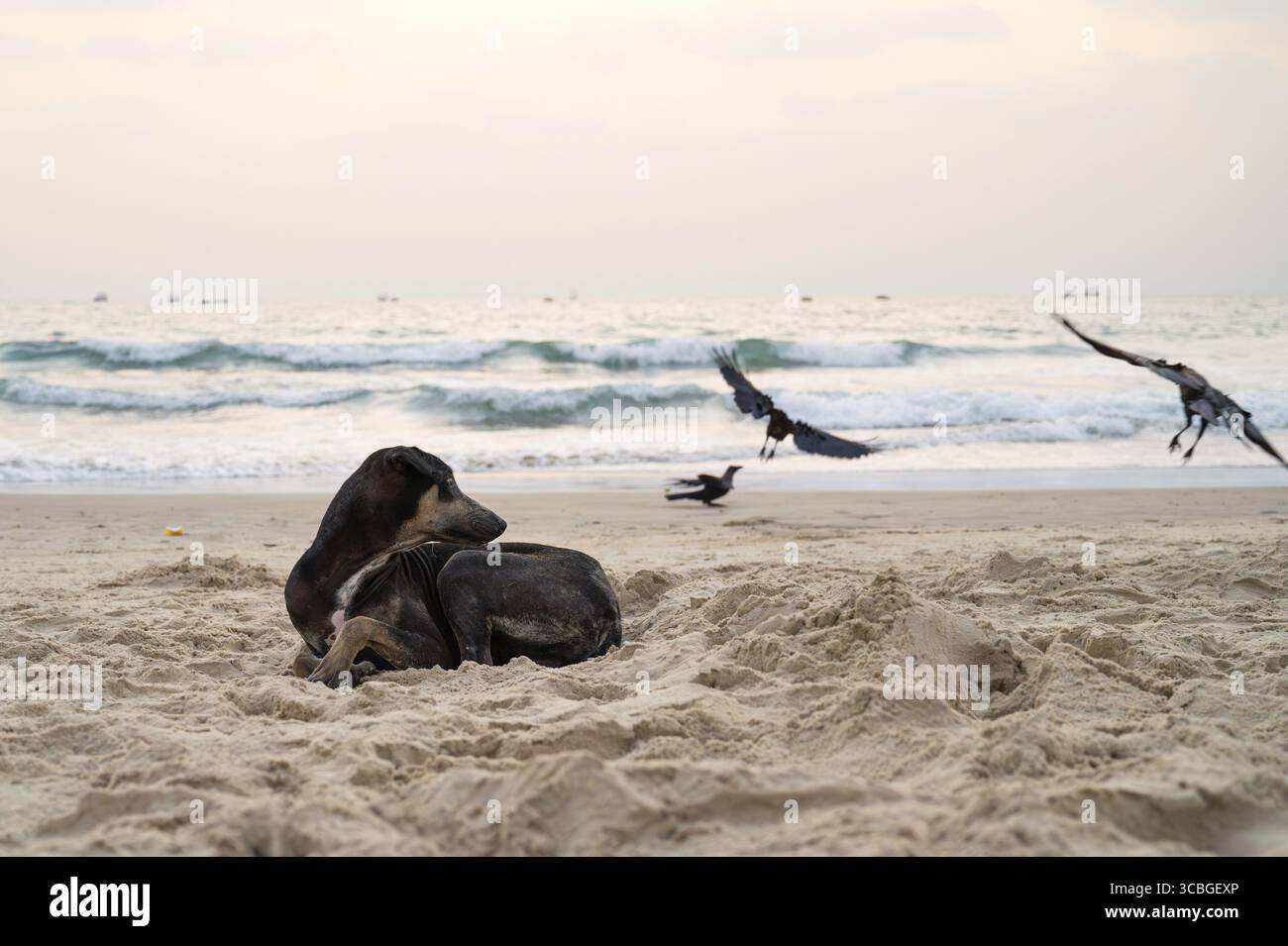 Chien de rue sans abri se relaxant sur la plage de Goa, Inde, abandonné, animal errant, chiot paria indien par la mer Banque D'Images