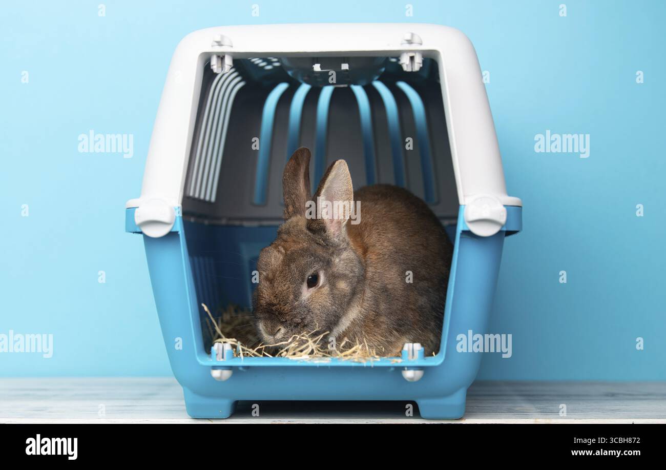 Lapin dans une boîte de transport, animal enfermé dans une cage, prenant soin de l'animal domestique, vacances ou rendez-vous chez un vétérinaire Banque D'Images