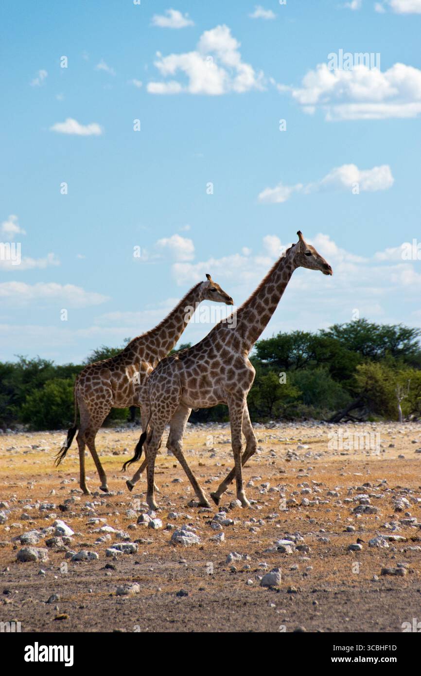 Deux girafes traversent le paysage désertique du parc national d'Etosha, en Namibie. Banque D'Images