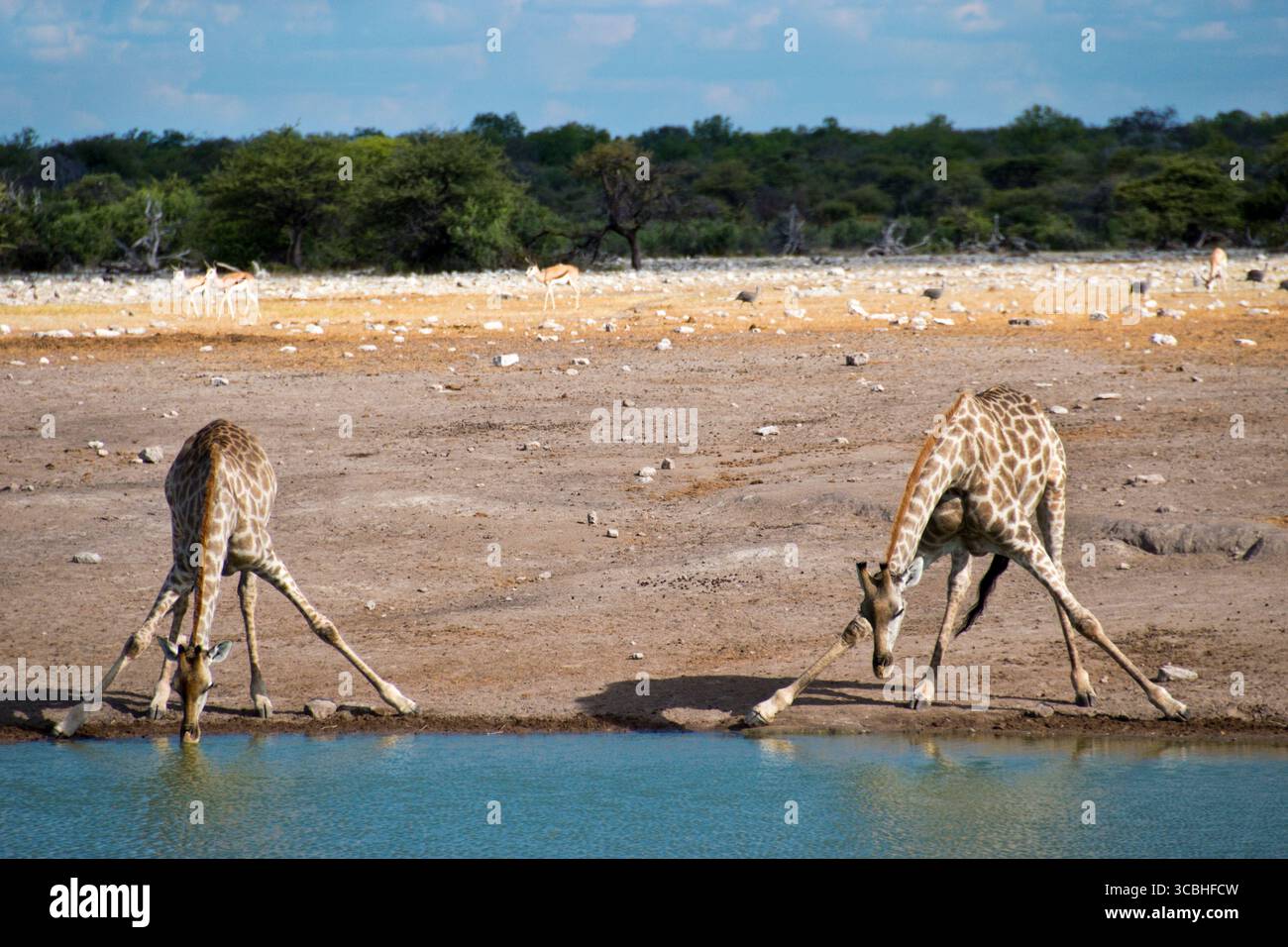 De jeunes girafes boivent dans un point d'eau du parc national d'Etosha, en Namibie. Banque D'Images